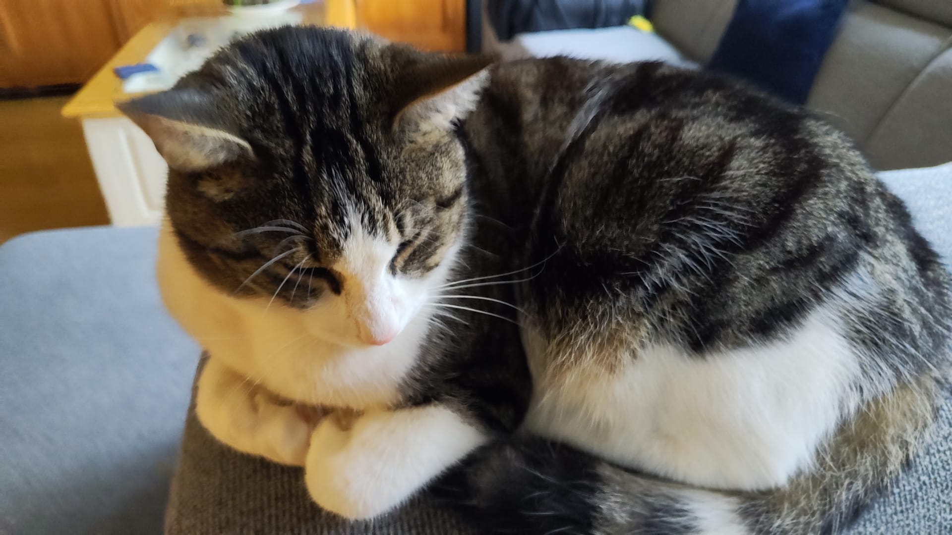 Slapende kat op toetsenbord